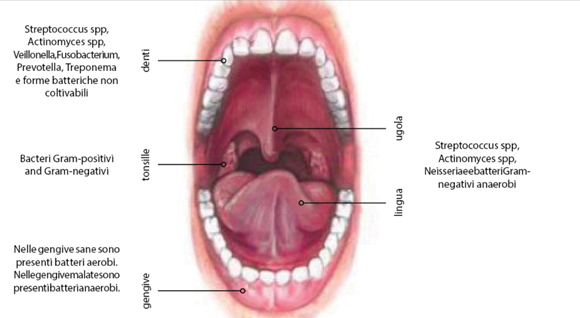 Fig. 5 Localizzazione dei principali generi batterici del cavo orale.