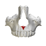 ortodonzista e chirurgo maxillo facciale